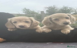 Miniature Dachshund dogs for sale: Beautiful cream miniature dachshunds  - Image 1