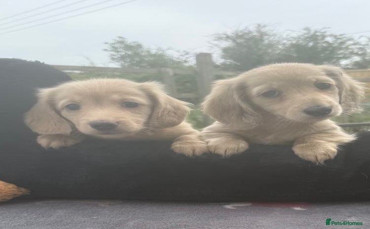 Miniature Dachshund dogs - Advert 19