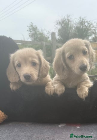 Miniature Dachshund dogs - Advert 2