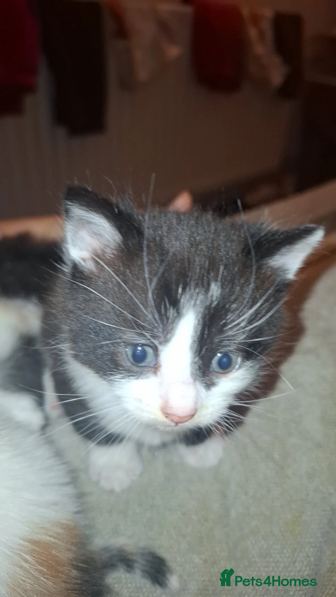 Mixed Breed cats for sale: Beautiful super fluffy mixed breed kittens - Advert 4