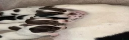 Jack Russell dogs for sale: Jack Russel pups - Advert 8