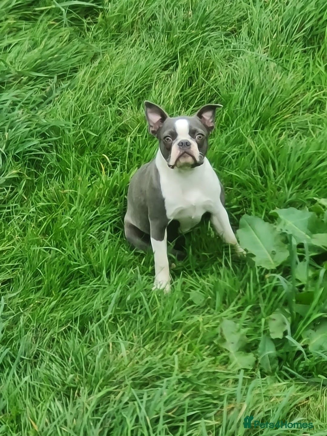 Boston Terrier dogs for sale: Boston terrier pups - Advert 1