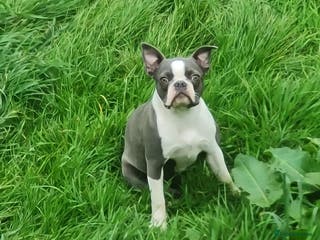 Boston Terrier dogs Boston terrier pups - Advert 9