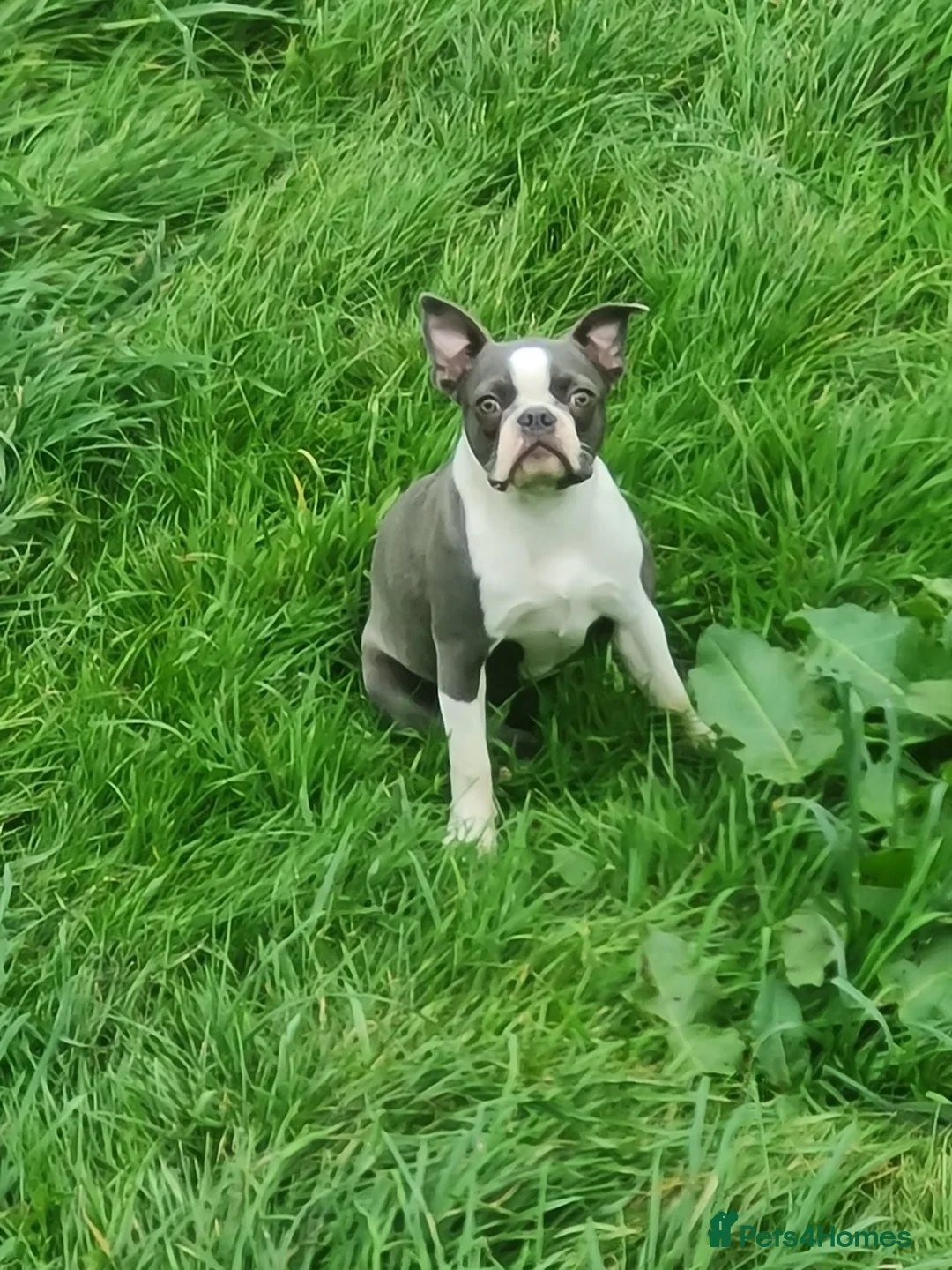 Boston Terrier dogs for sale: Boston terrier pups - Advert 1