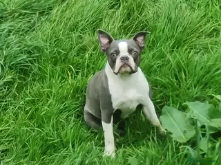 Boston Terrier dogs Boston terrier pups - Advert 1