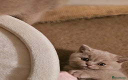 British Shorthair cats for sale: Gccf champion line rare fawn bsh kittens - Image 20