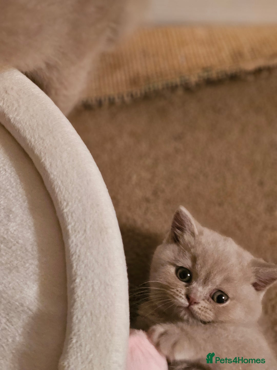 British Shorthair cats for sale: Gccf champion line rare fawn bsh kittens - Image 20