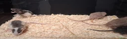Rat rodents for sale: Baby Dumbo Rat's, various types  - Advert 13