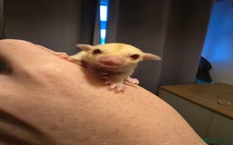Sugar Glider rodents for sale: Male Cremino Sugar Glider - Image 4