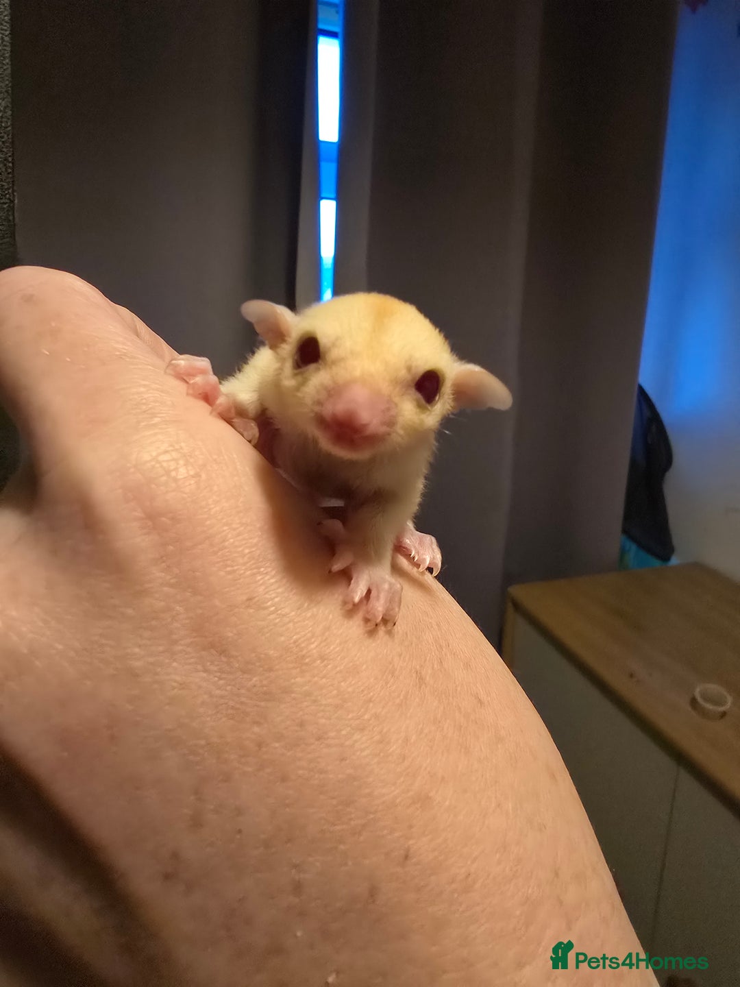 Sugar Glider rodents for sale: Male Cremino Sugar Glider - Image 4