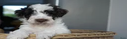 Schnoodle dogs for sale: Beautiful Schnoodle puppies  - Advert 7