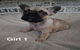 French Bulldog dogs for sale: French Bulldog puppies  - Image 8