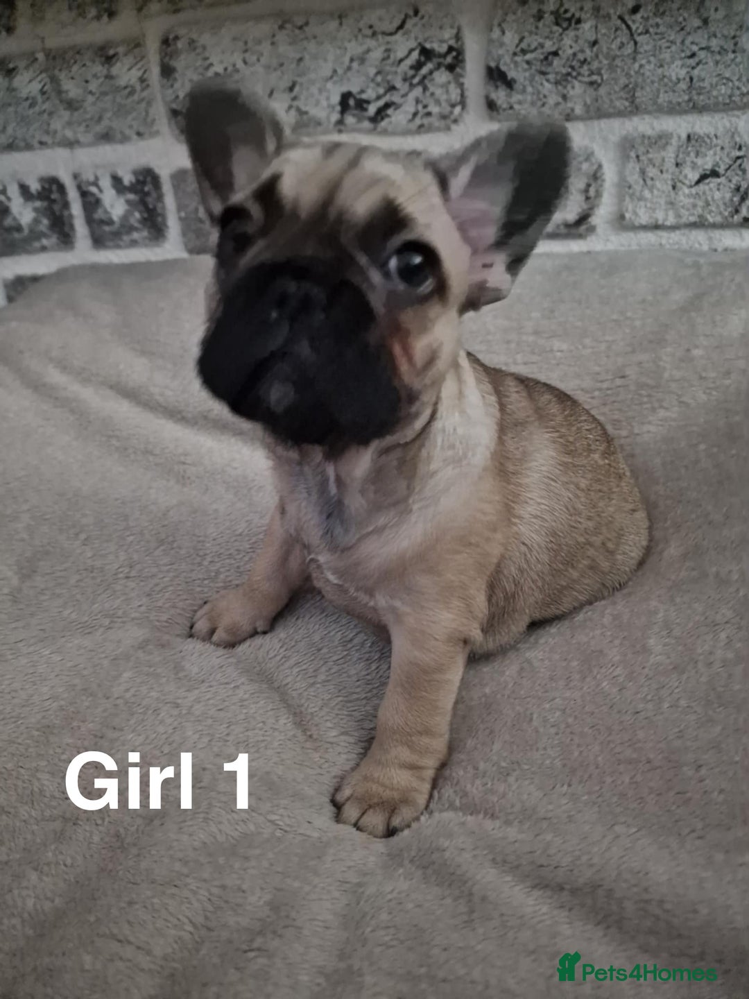 French Bulldog dogs for sale: French Bulldog puppies  - Image 8