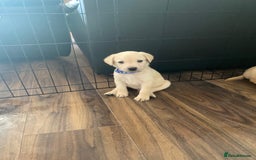 Labrador Retriever dogs for sale: Pedigree labradors  - Image 6