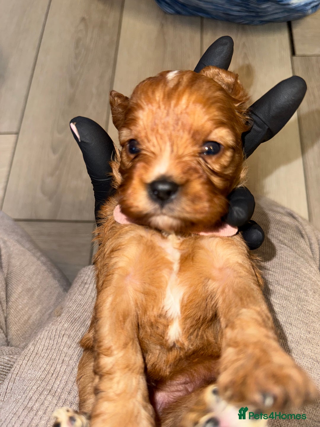 Cavapoo dogs for sale: 🐾 Tiny F1 Cavapoo Puppies – 3 Girls & 1 Boy! 🐾 - Image 10