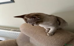 Asian cats for sale: GCCF reg Pedigree Kittens  - Image 10