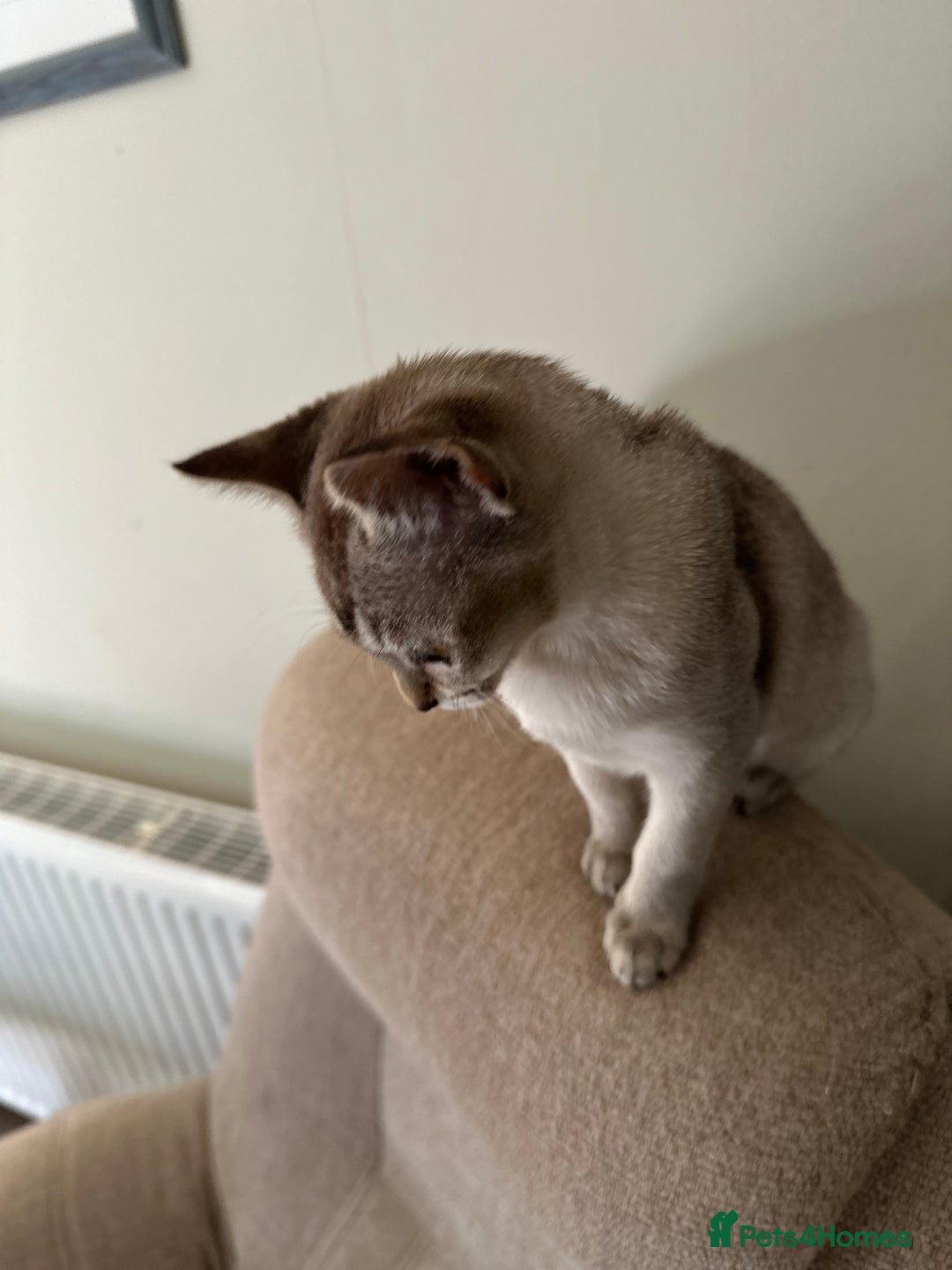 Asian cats for sale: GCCF reg Pedigree Kittens  - Image 10