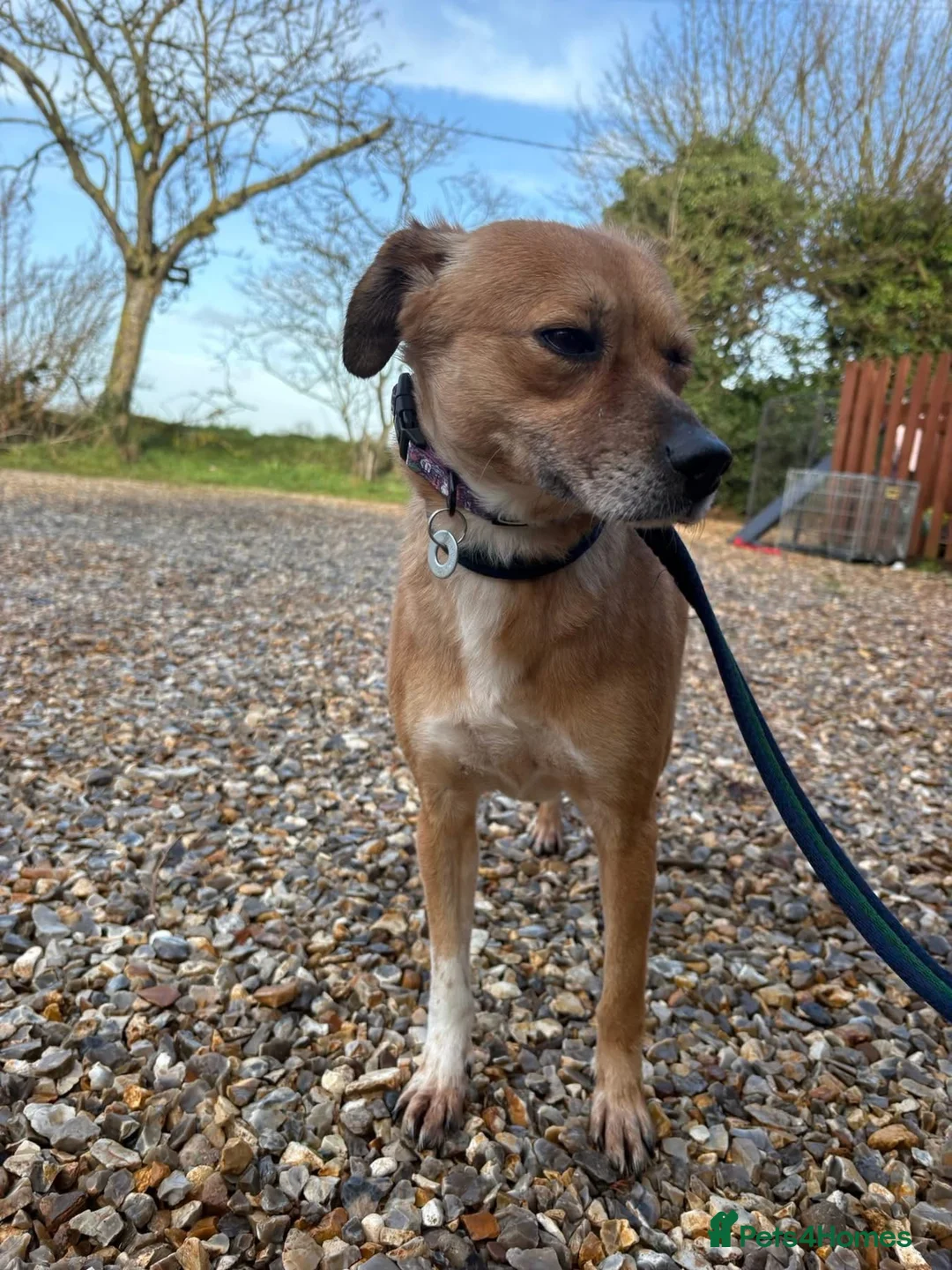 Mixed Breed dogs for adoption: Hazel - Norwich Norfolk  - Advert 10