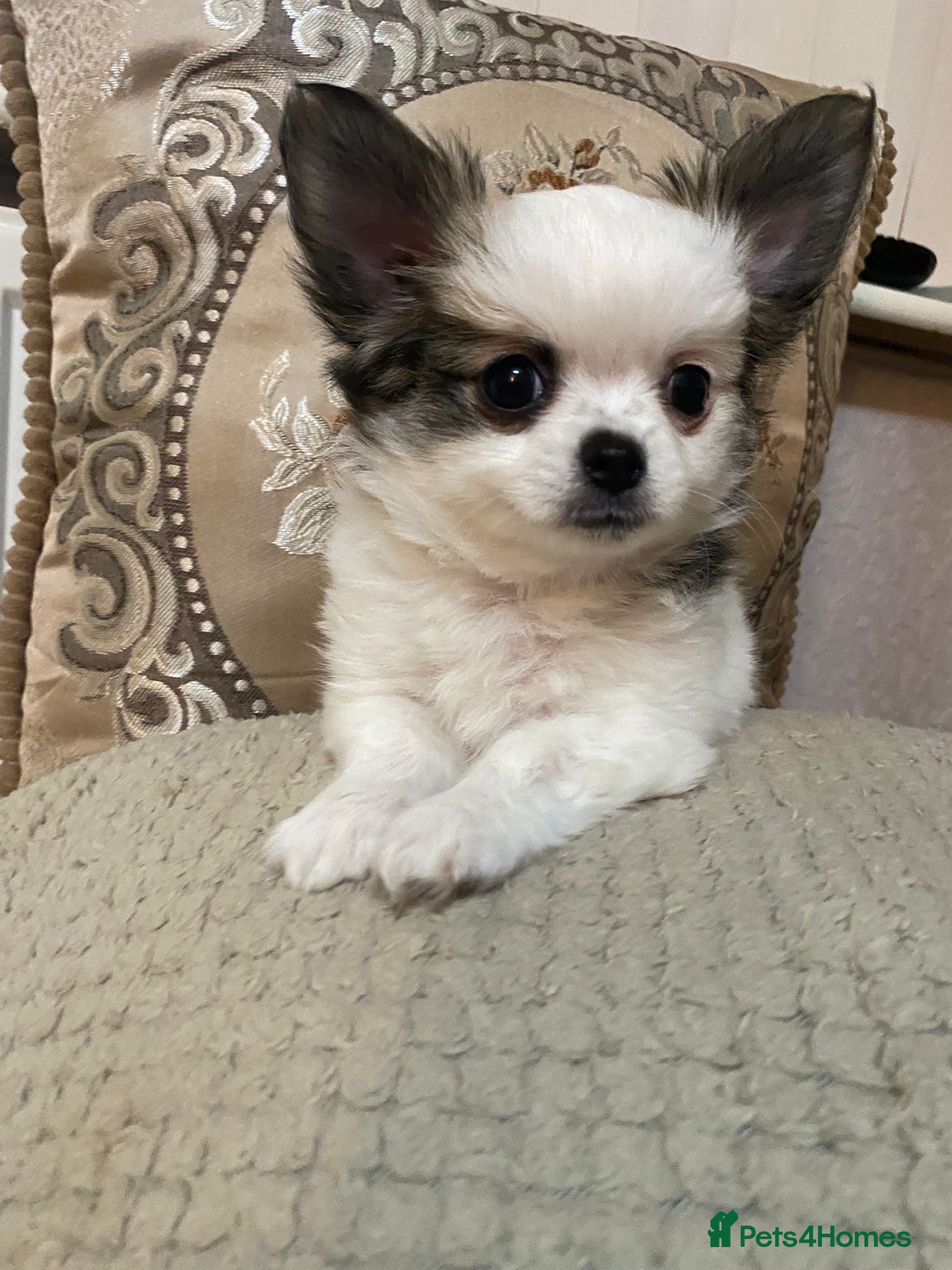 Chihuahua dogs ❤️ BEAUTIFUL CHIHUAHUAS BOYS LEFT❤️ - Advert 5