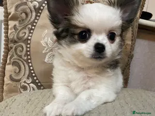 Chihuahua dogs ❤️ BEAUTIFUL CHIHUAHUAS BOYS LEFT❤️ - Advert 5