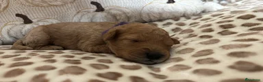 Maltipoo Girl - Purple
