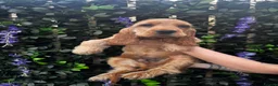 Cocker Spaniel dogs for sale: Stunning Golden KC Registered Show Cocker  - Advert 3