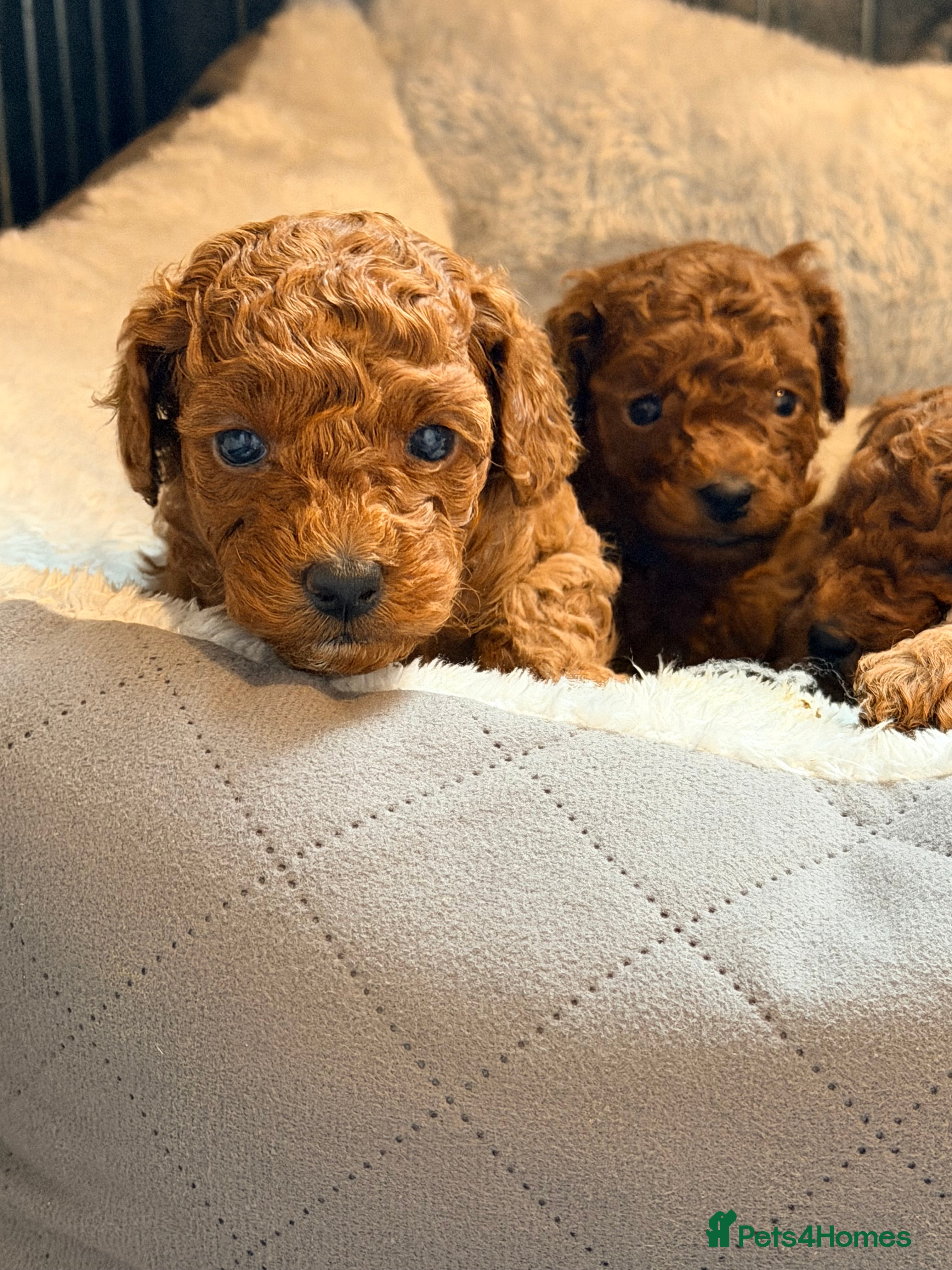 Cavapoo dogs Fox Red Cavapoo F1B  - Advert 13