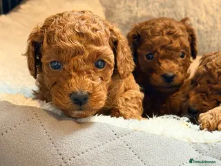 Cavapoo dogs Fox Red Cavapoo F1B - Advert 13