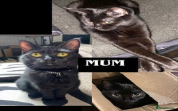 Maine Coon cats for sale: Maine Coon Kittens  - Advert 9