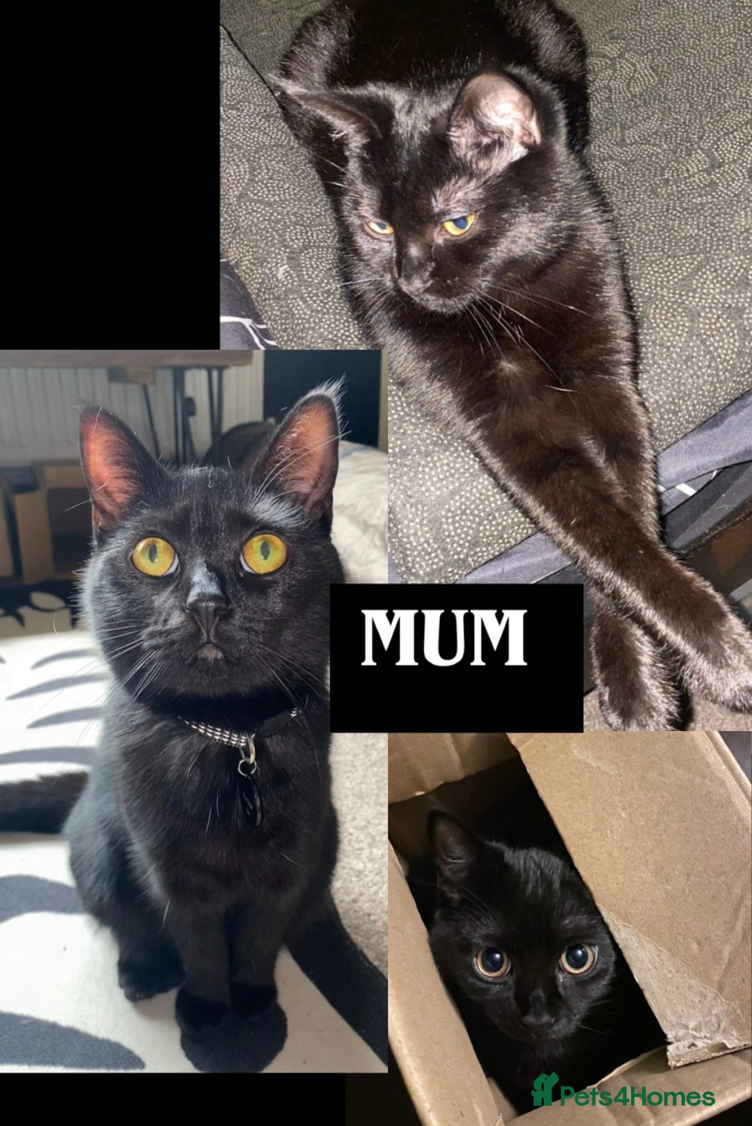 Maine Coon cats for sale: Maine Coon Kittens  - Advert 9