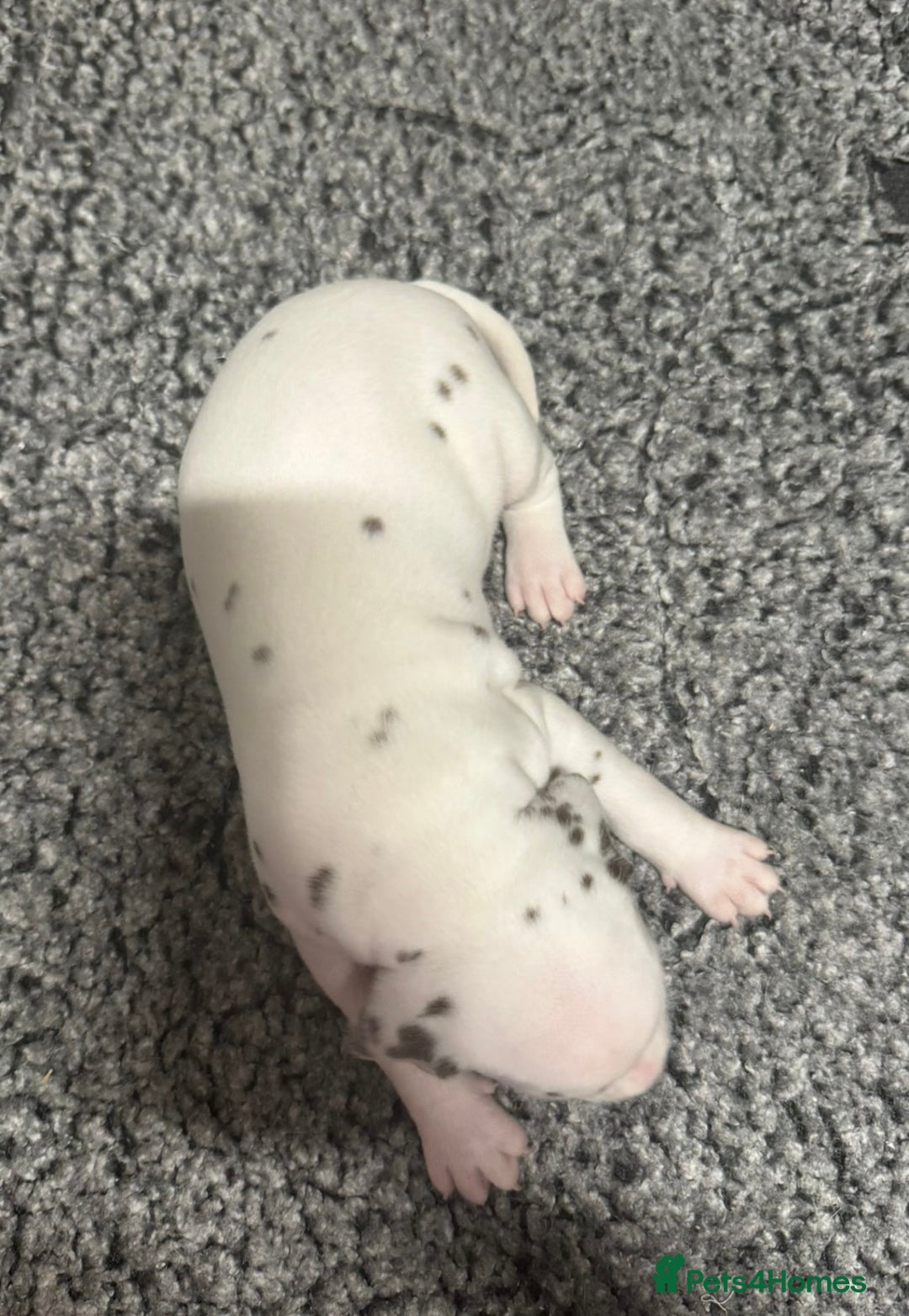 Dalmatian dogs for sale: Liver spotted Dalmatians  - Advert 5