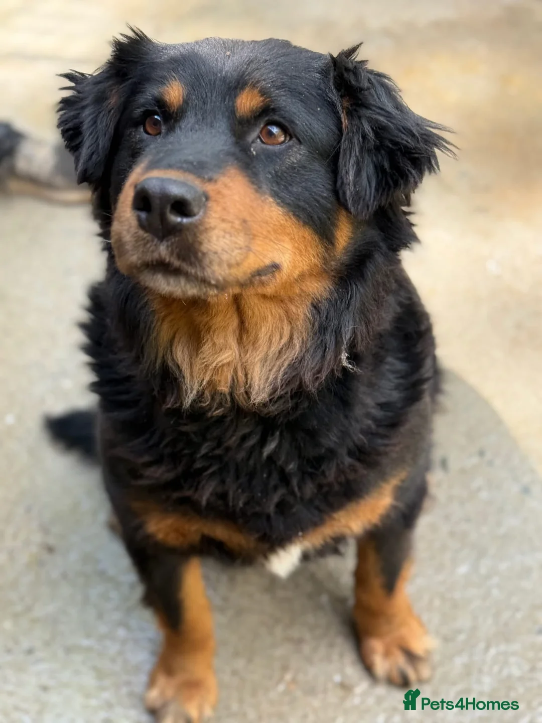 Mixed Breed dogs for adoption: Nutella 💜 - Advert 1