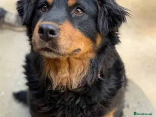 Mixed Breed dogs Nutella 💜 - Advert 22