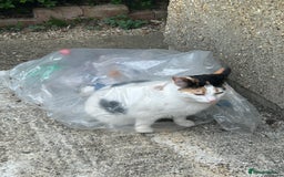 British Shorthair cats for sale: 2 lovely cats to rehome  - Image 2