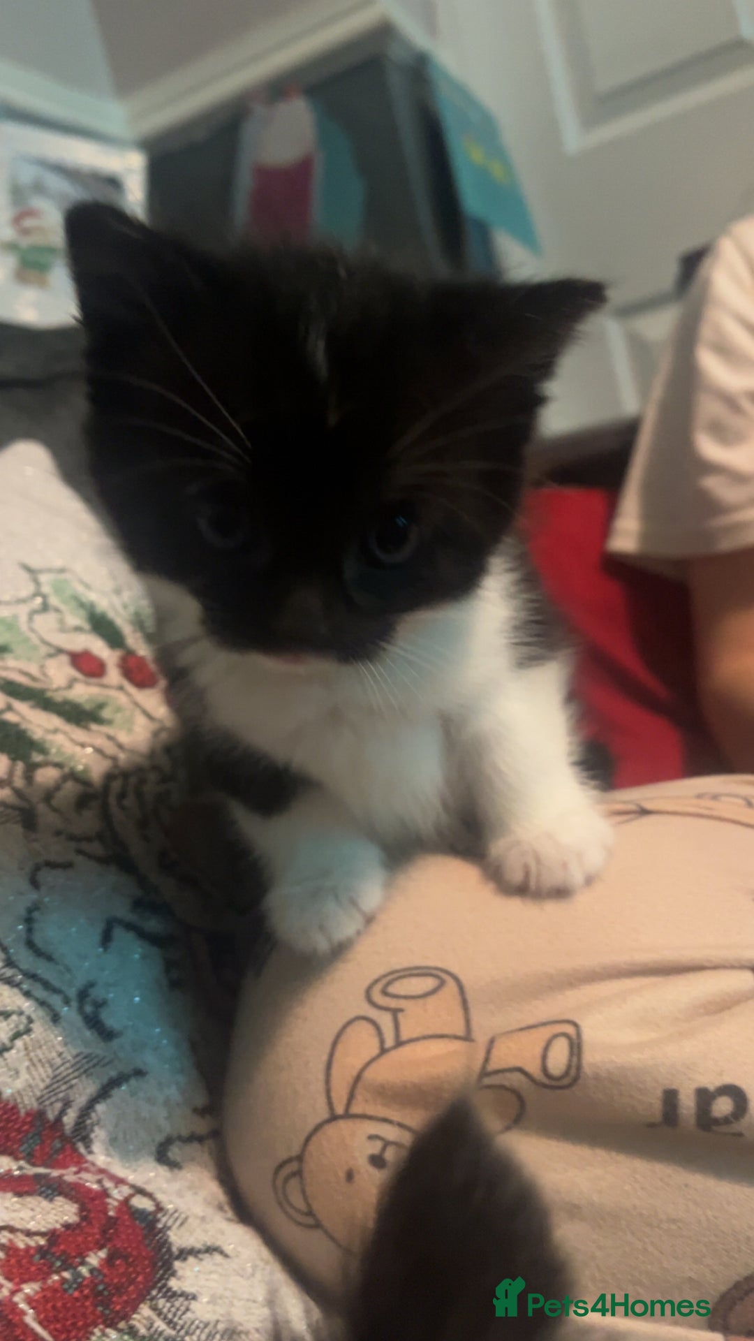 Mixed Breed cats for sale: 2 male kittens  - Advert 1