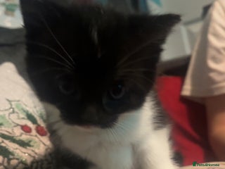 Mixed Breed cats 2 male kittens - Advert 1