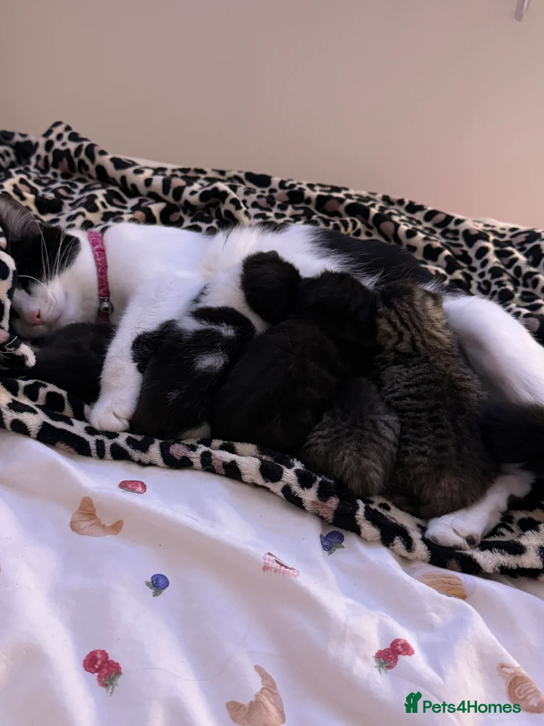 Mixed Breed cats for sale: 2 gorgeous tabby kittens - Advert 2