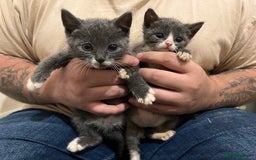 British Shorthair cats for sale: Stunning blue kittens  - Image 6