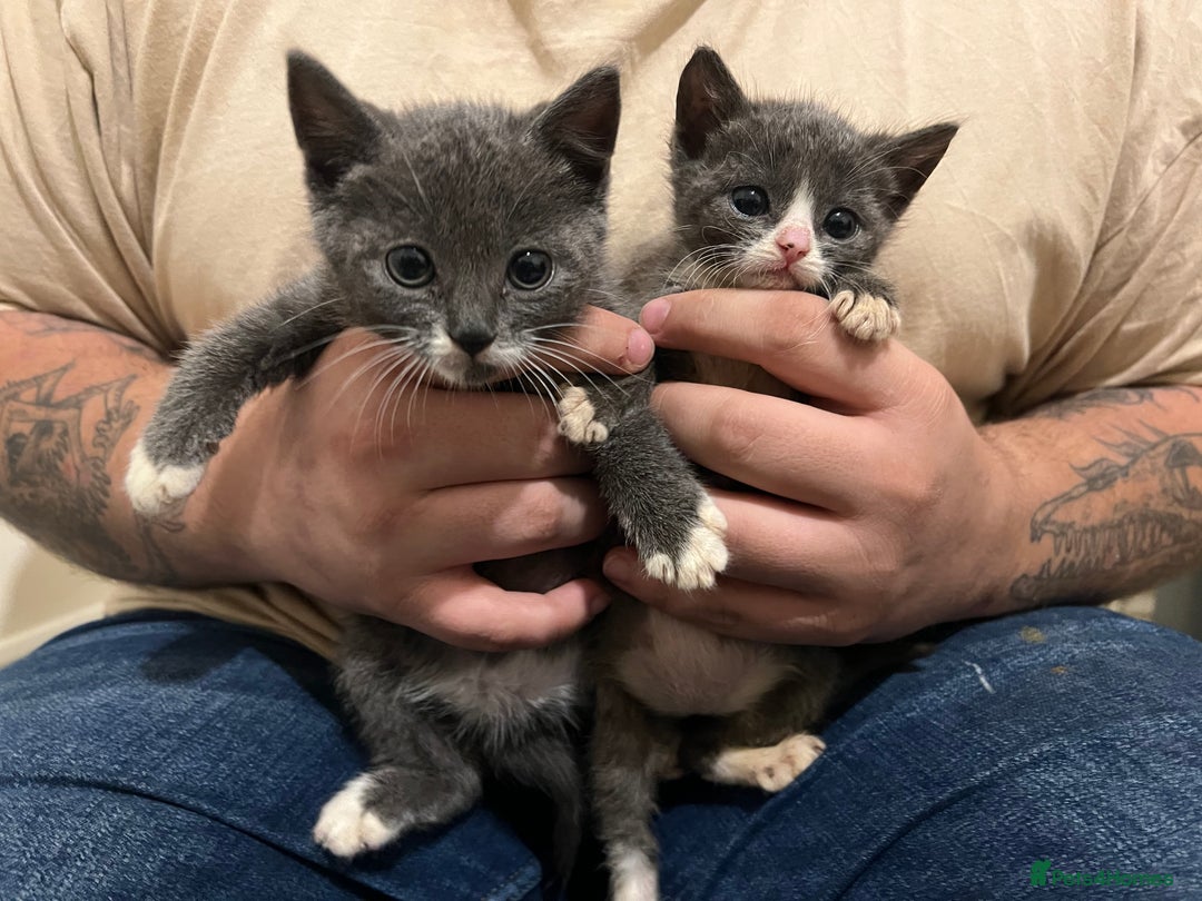 British Shorthair cats for sale: Stunning blue kittens  - Image 6