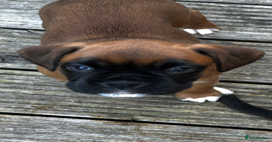 Boxer dogs - Advert 8