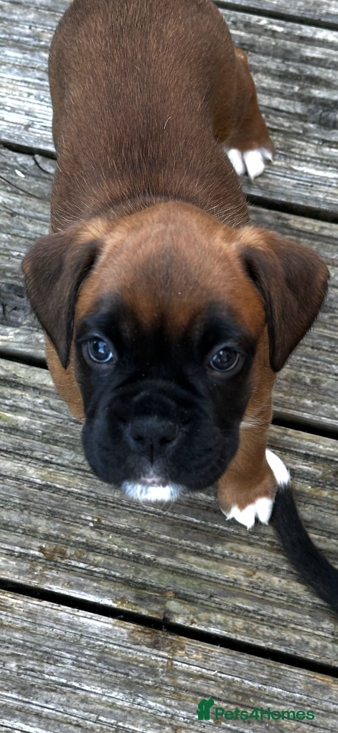 Boxer dogs for sale: READY NOW Boxer Puppies KC registered  - Image 2