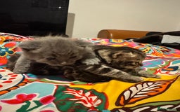 Mixed Breed cats for sale: 3 boys 3 girls  - Image 3