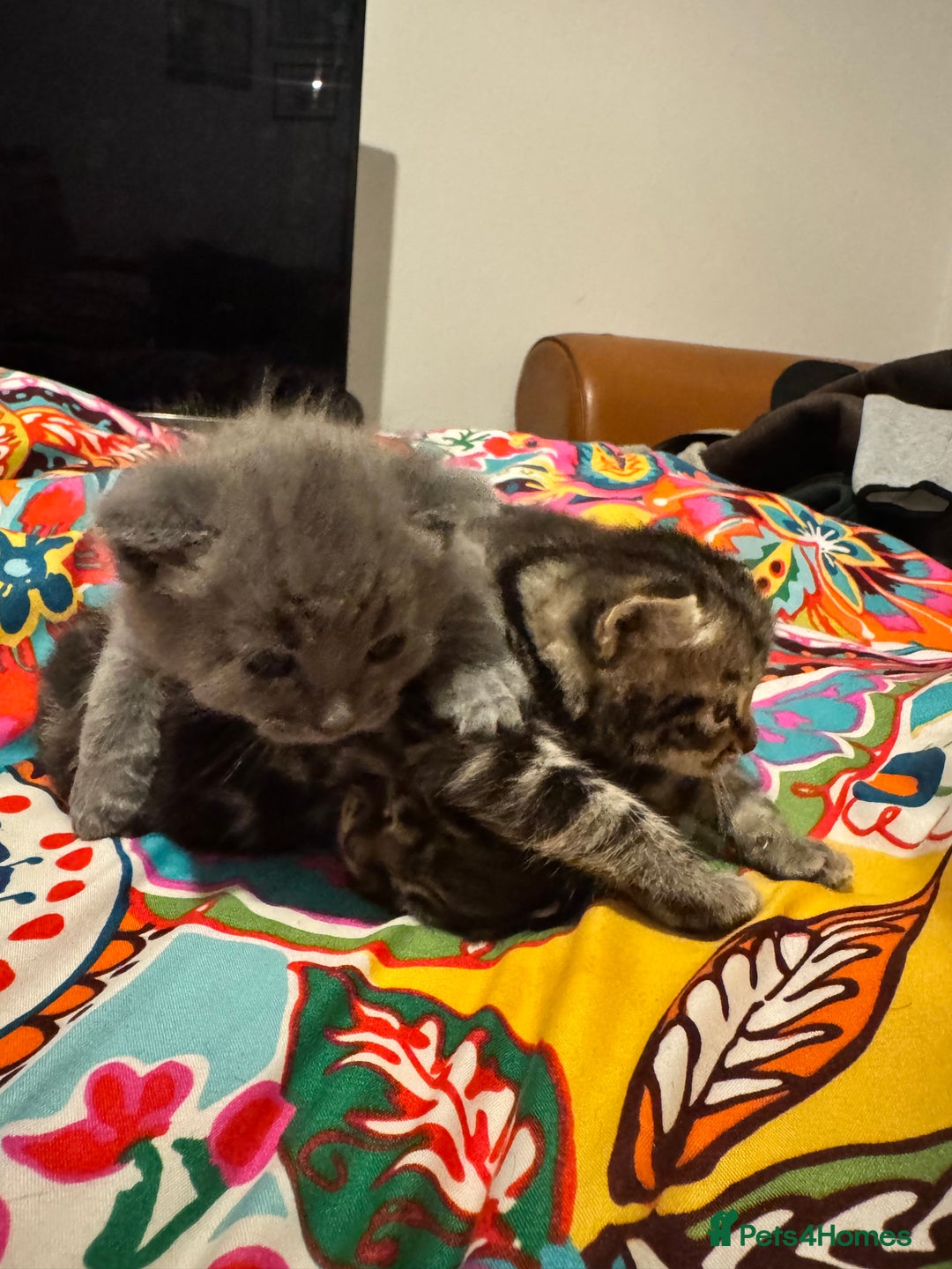 Mixed Breed cats for sale: 3 boys 3 girls  - Image 3