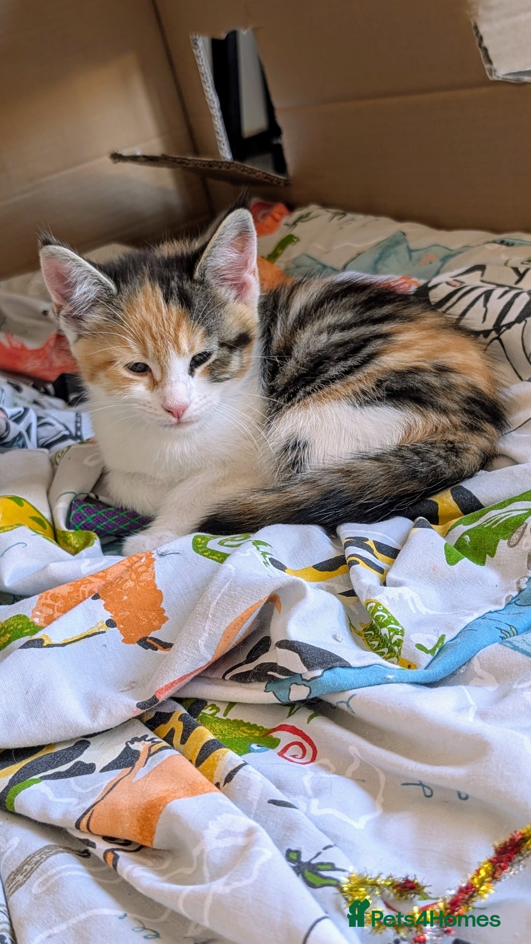Maine Coon cats for sale: 😽 Cuddly Maine coon kittens 😽 in Preston - Image 29