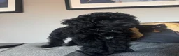 Cockapoo dogs for sale: BLACK COCKAPOO  - Advert 5