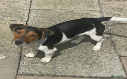 Jack Russell dogs for stud: Stud Jack Russell  - Image 2