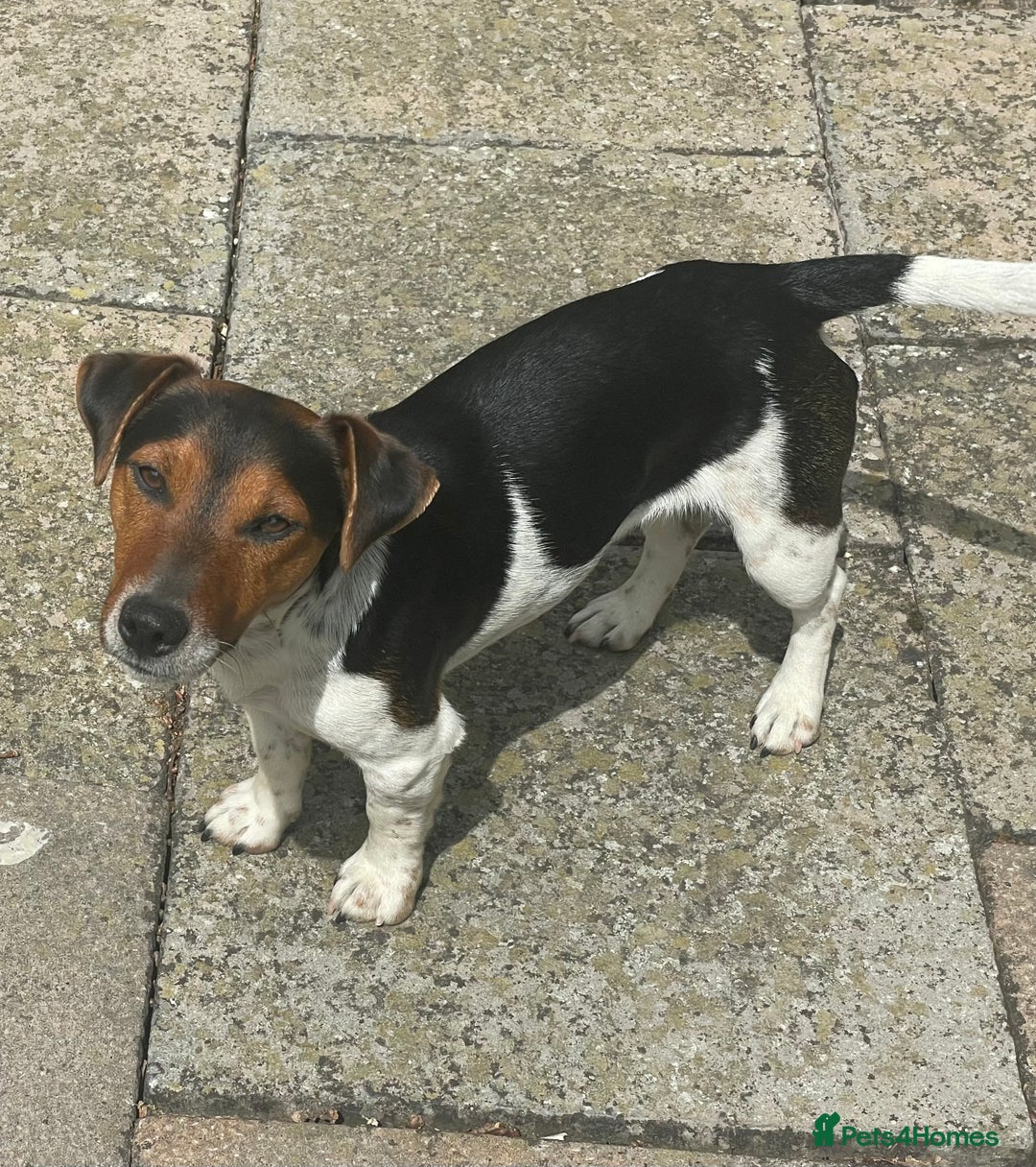 Jack Russell dogs for stud: Stud Jack Russell  - Image 2