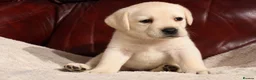 Labrador Retriever dogs for sale: KC REG HEALTH TESTED LABRADOR PUPPYS QUALITY LINES - Advert 12