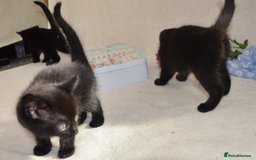 Mixed Breed cats for sale: Gorgeous Maine-Coon/Ragdoll/Bombay Mix Kittens!!! - Image 7