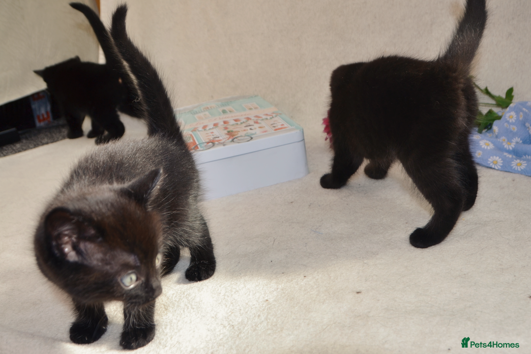 Mixed Breed cats for sale: Gorgeous Maine-Coon/Ragdoll/Bombay Mix Kittens!!! - Image 7
